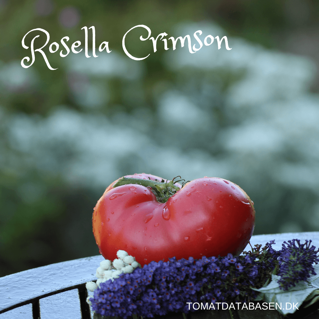 Rosella Crimson